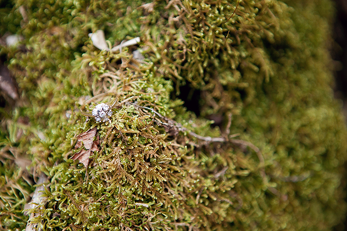 waterfall engagement | Chris and Adrienne Scott Photographers