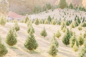 christmas tree engagement | White Rabbit Studios